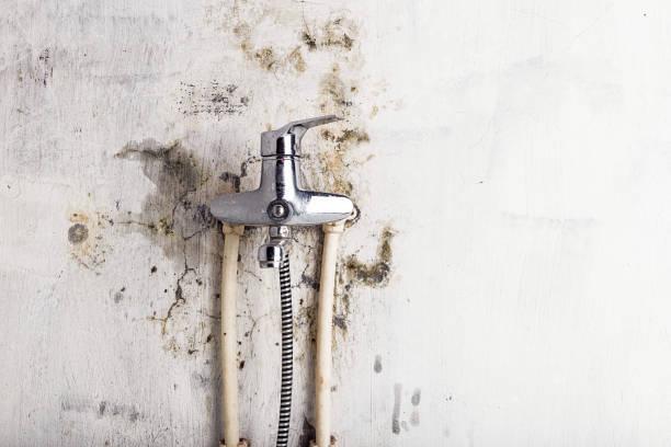 Best Mold Removal Specialists  in Trevose, PA