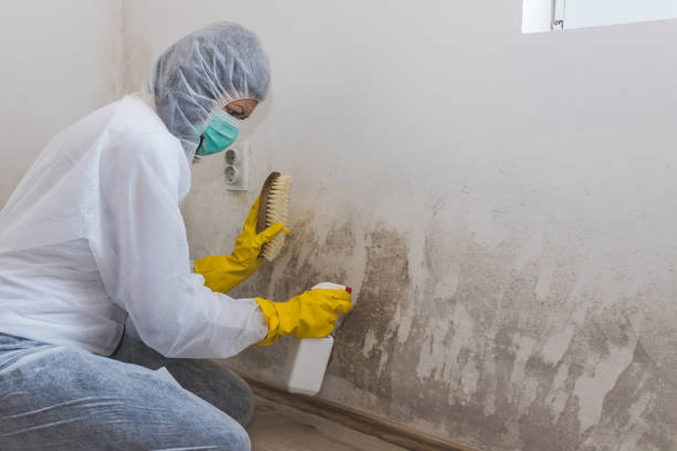Professional Mold Removal in Trevose, PA