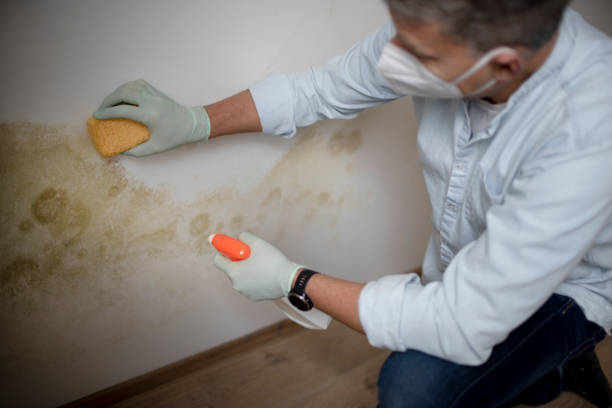 Best Black Mold Removal  in Trevose, PA