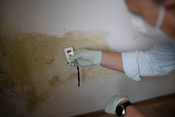 Best Mold Cleaning Services  in Trevose, PA