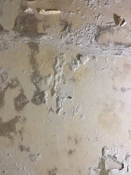 Best Certified Mold Removal  in Trevose, PA