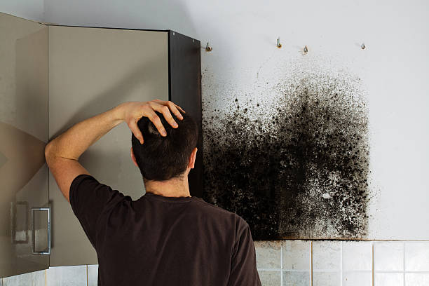 Best Mold Damage Repair  in Trevose, PA