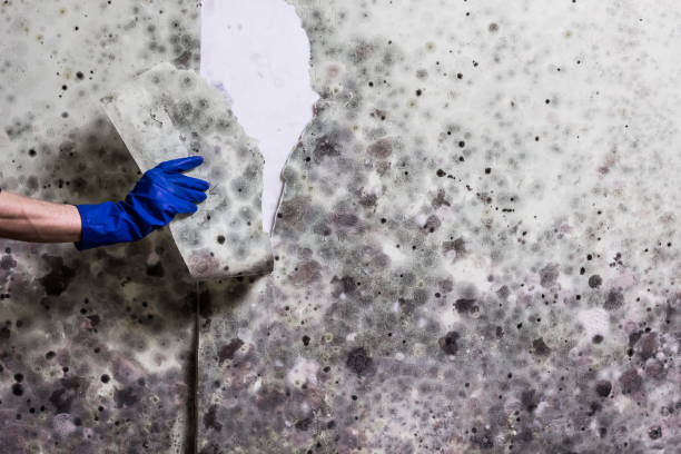 Best Mold Removal Near Me  in Trevose, PA