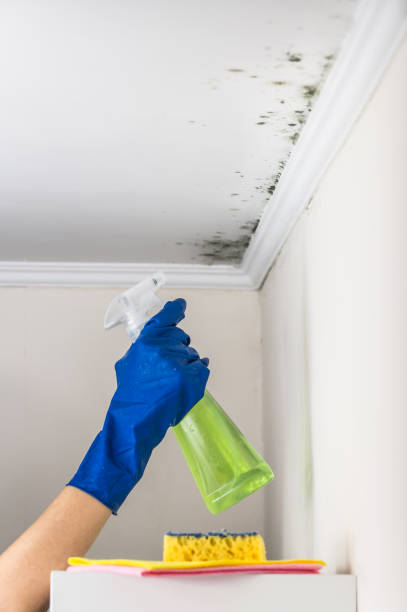 Best Local Mold Removal Service  in Trevose, PA